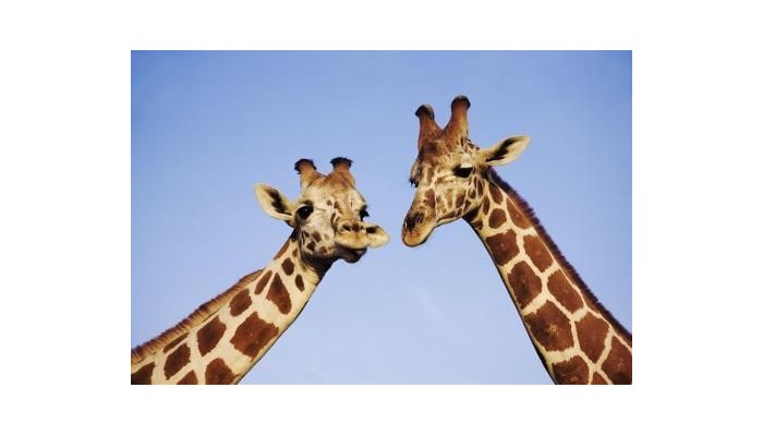 Hotel Anantara Sir Bani Yas Island Al Yamm Villa poza 22