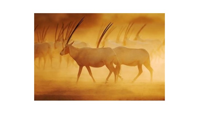 Hotel Anantara Sir Bani Yas Island Al Yamm Villa poza 20