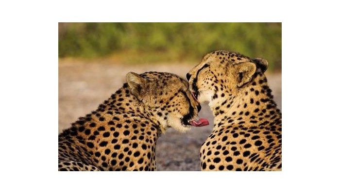 Hotel Anantara Sir Bani Yas Island Al Yamm Villa poza 16