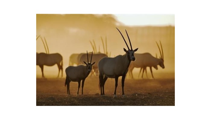 Hotel Anantara Sir Bani Yas Island Al Yamm Villa poza 19